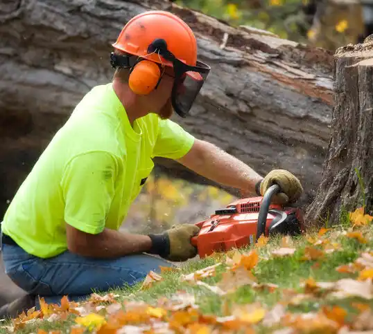 tree services Kenmore